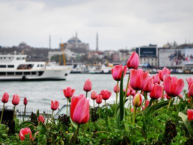 Фестиваль тюльпанов в Стамбуле