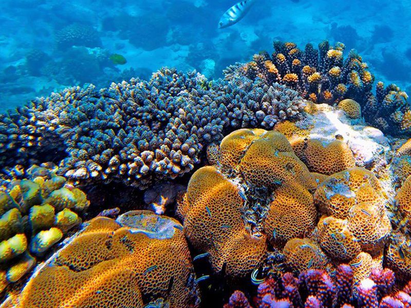 Снорклинг у острова Мнемба (9/10)