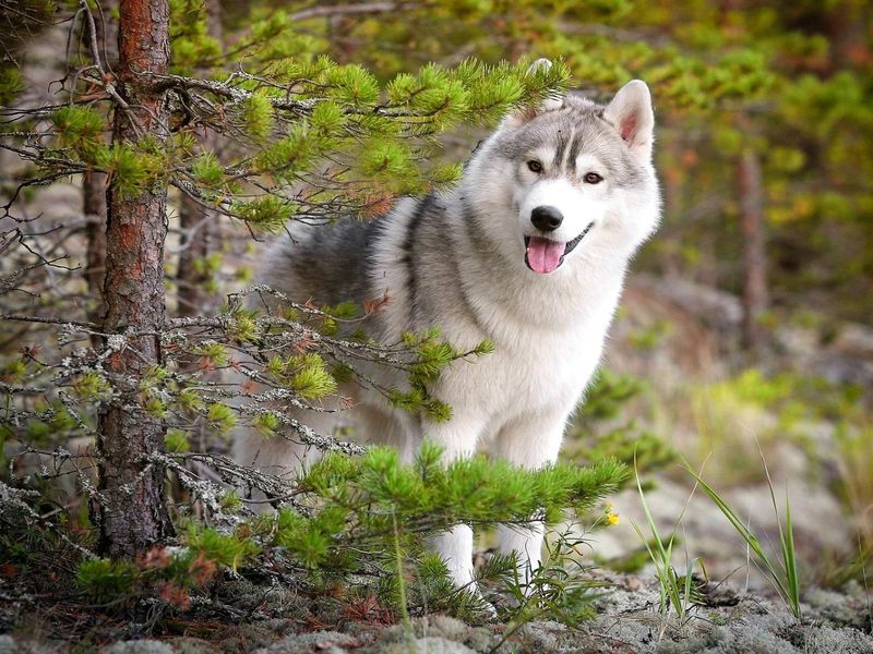 «Навстречу северной Авроры» в компании хаски! (6/12)
