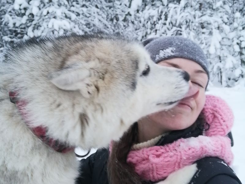 «Навстречу северной Авроры» в компании хаски! (7/12)