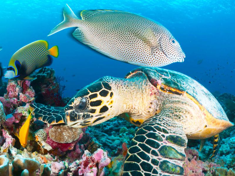 Снорклинг у острова Мнемба (7/10)