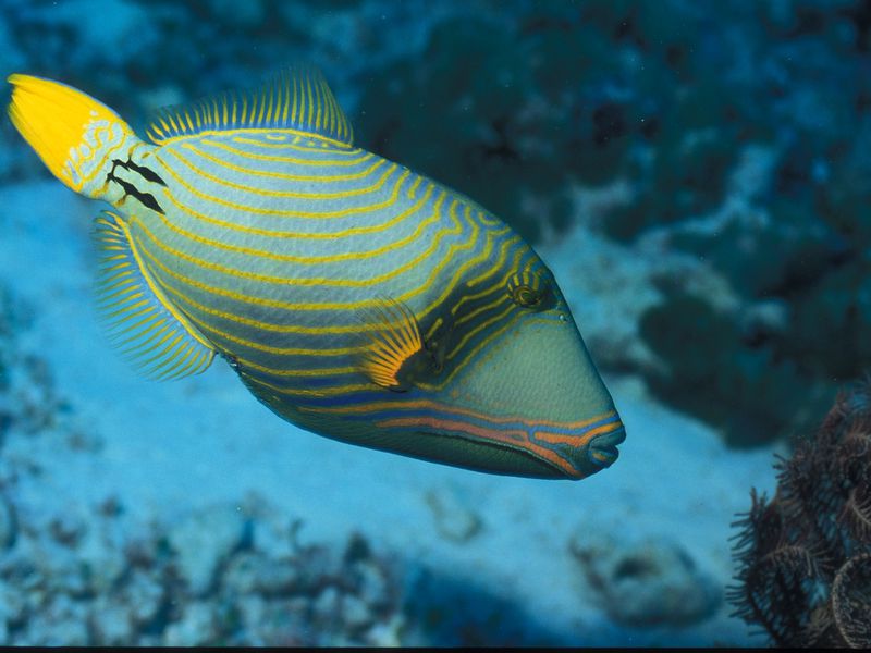 Снорклинг у острова Мнемба (4/10)