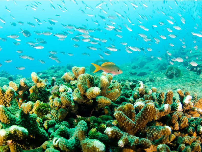 Снорклинг у острова Мнемба (5/10)