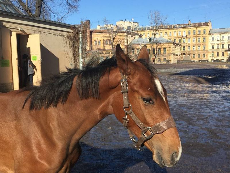 Академия художеств — тогда и сегодня (6/9)