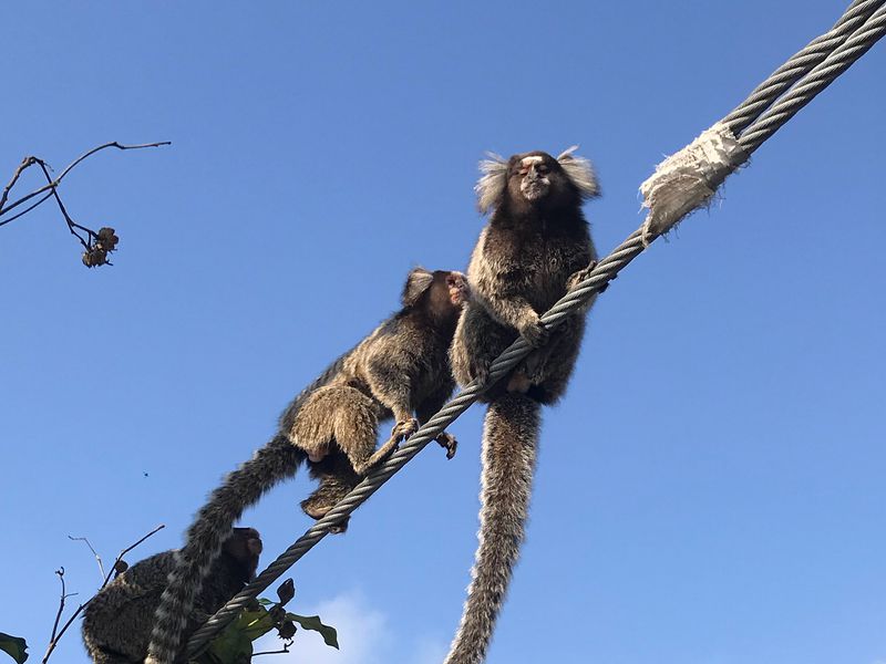 На канатной дороге к лучшим видам Рио! (4/9)