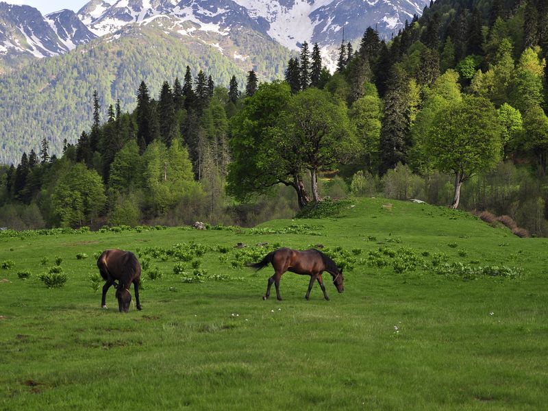 На внедорожнике — к самым живописным местам Абхазии! (11/12)