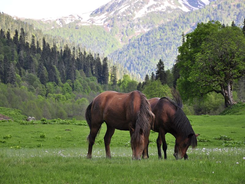 На внедорожнике — к самым живописным местам Абхазии! (2/12)