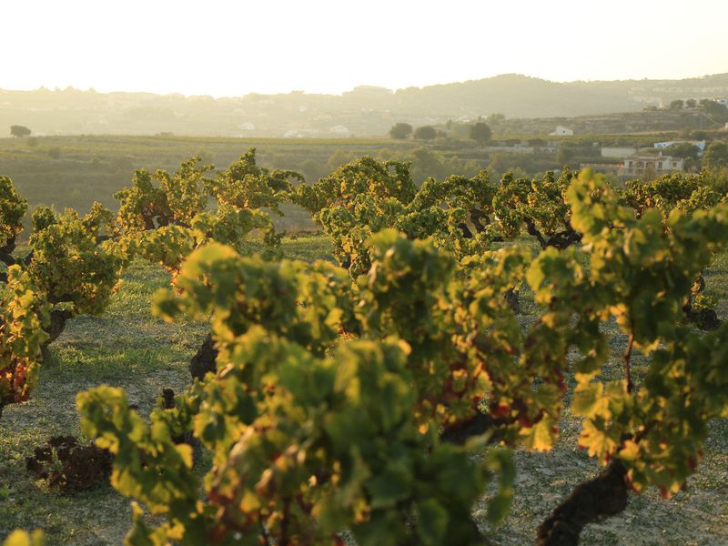 Из Аликанте — в идиллическую сельскую Испанию! (9/15)