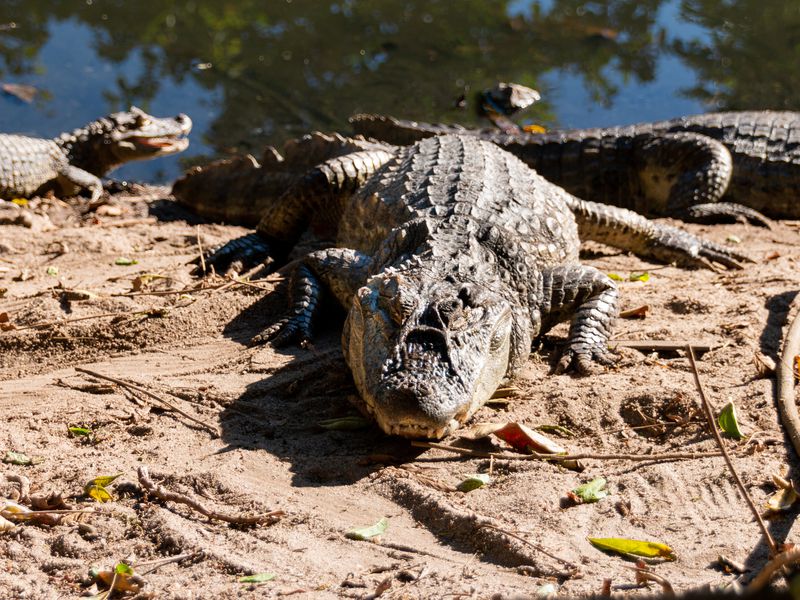 Педра ду Телеграфу: зависая над пропастью (10/11)